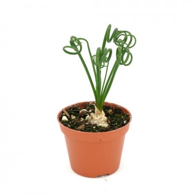 Albuca spiralis