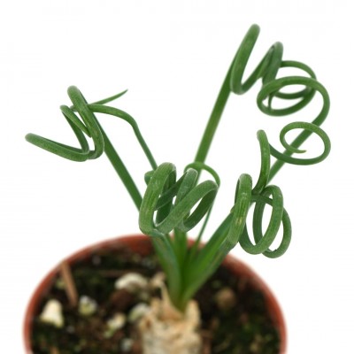 Albuca spiralis