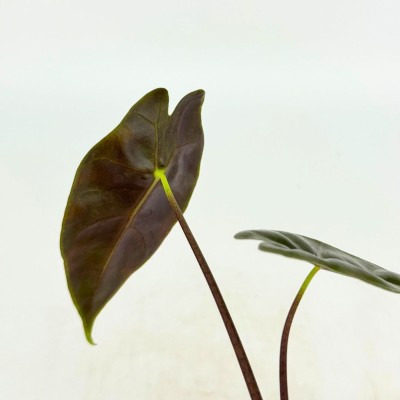 Alocasia longiloba 'Suhirmaniana'