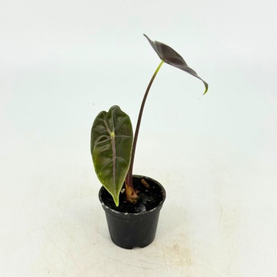 Alocasia longiloba 'Suhirmaniana'