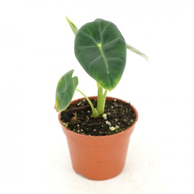 Alocasia 'Frydek'