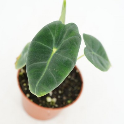 Alocasia 'Frydek'