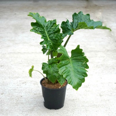 Alocasia 'Low Rider'