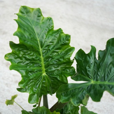 Alocasia 'Low Rider'