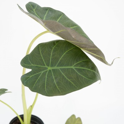 Alocasia 'Regal Shield'