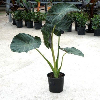 Alocasia 'Regal Shield'