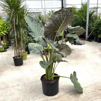 Alocasia 'Regal Shield'