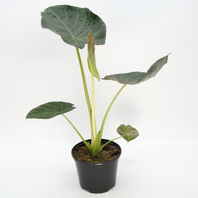 Alocasia 'Regal Shield'