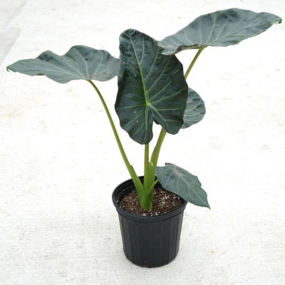 Alocasia 'Regal Shield'