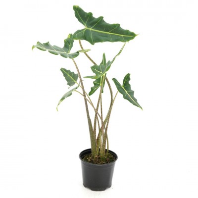 Alocasia 'Sarian'