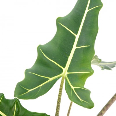 Alocasia 'Sarian'