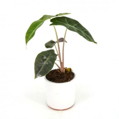 Alocasia amazonica Polly - Ceramic Pot