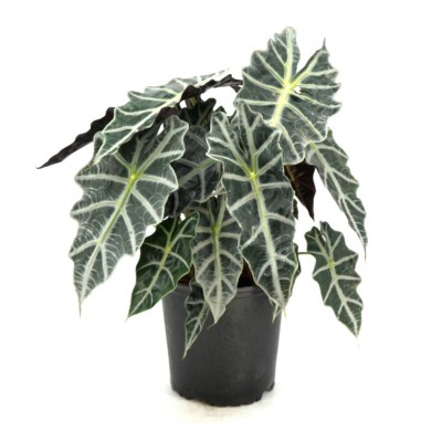 Alocasia amazonica Polly