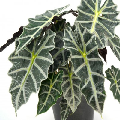 Alocasia amazonica Polly