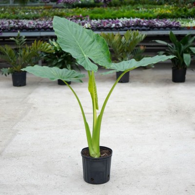 Alocasia 'Calidora'