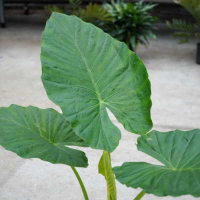 Alocasia 'Calidora'