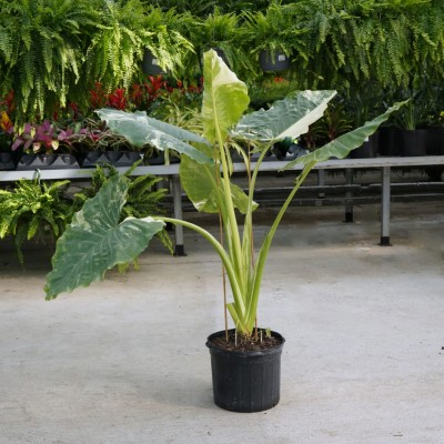 Alocasia macrorrhiza 'Variegata'