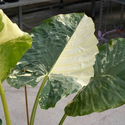 Alocasia macrorrhiza 'Variegata'