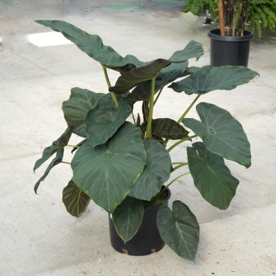 Alocasia 'Regal Shield'