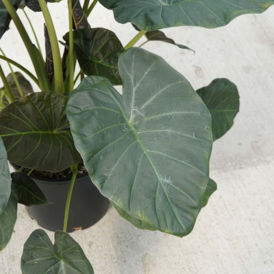 Alocasia 'Regal Shield'