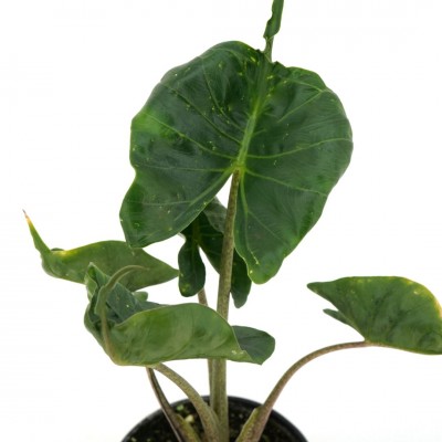 Alocasia macrorrhiza 'Stingray'