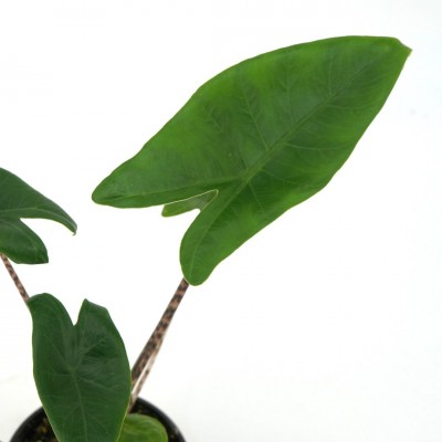 Alocasia zebrina