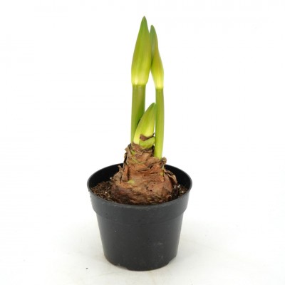 Amaryllis assorted - White