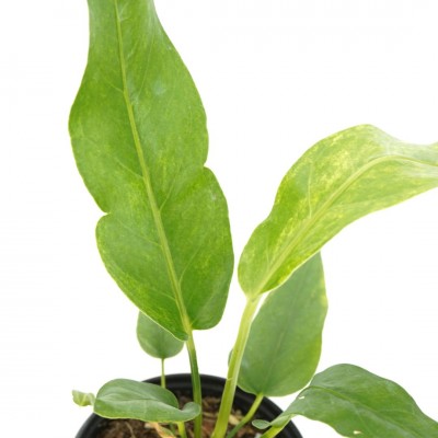 Anthurium hookeri 'Variegata'