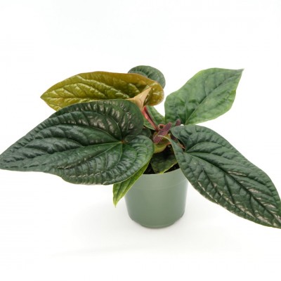 Anthurium luxurians hybrid 6in - Washington - Cascade Tropicals