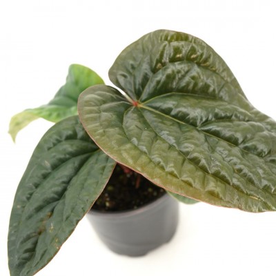 Anthurium luxurians