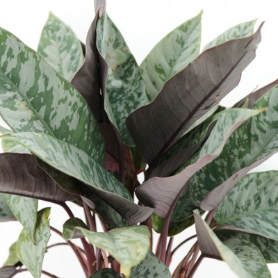 Apoballis acuminatissima 'Lavallaei'