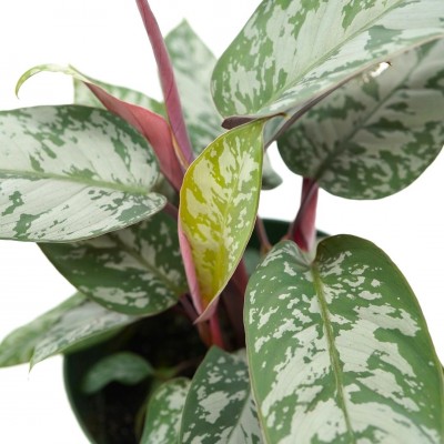 Apoballis acuminatissima 'Lavallaei'