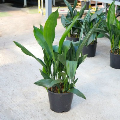 Aspidistra elatior