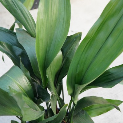 Aspidistra elatior