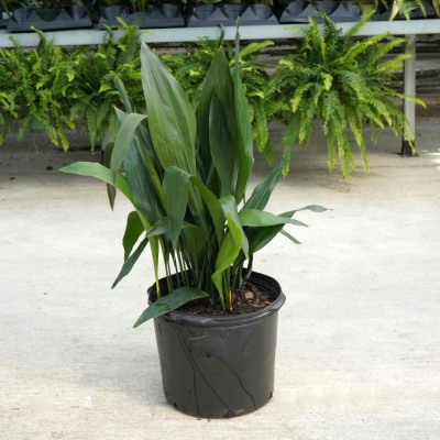 Aspidistra elatior