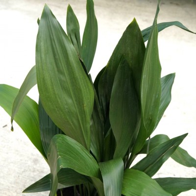 Aspidistra elatior