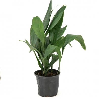 Aspidistra elatior