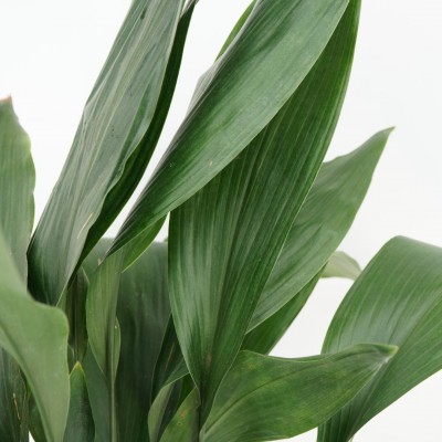 Aspidistra elatior