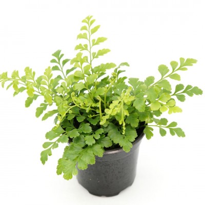 Asplenium dimorphum x difforme