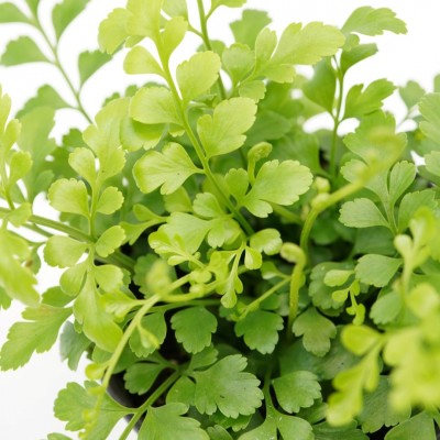 Asplenium dimorphum x difforme