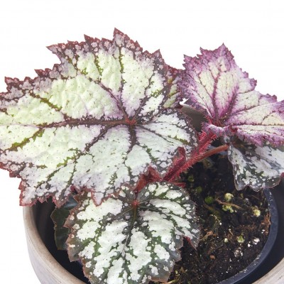 Begonia 'Bewitched Lavender'