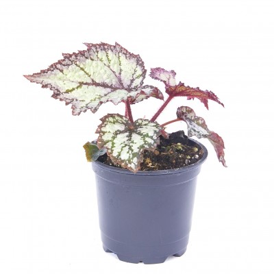 Begonia 'Bewitched Lavender'