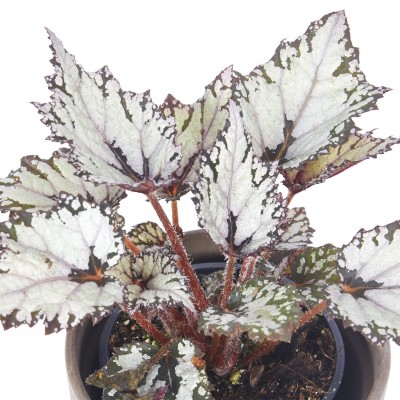 Begonia 'Bewitched Night Owl'