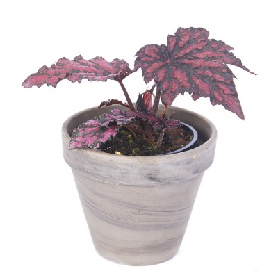 Begonia 'Bewitched Red Black'