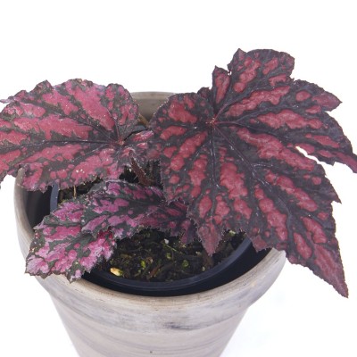 Begonia 'Bewitched Red Black'