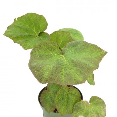 Begonia 'Brown Forest'