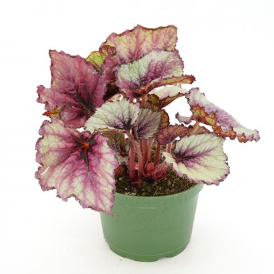 Begonia Rex assorted