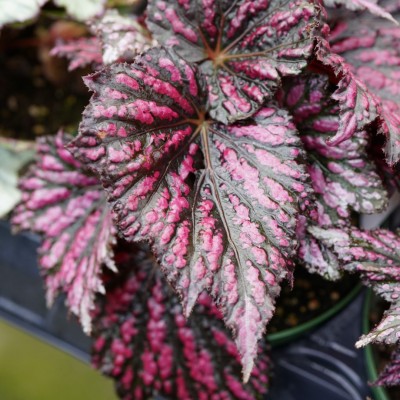 Begonia Rex assorted