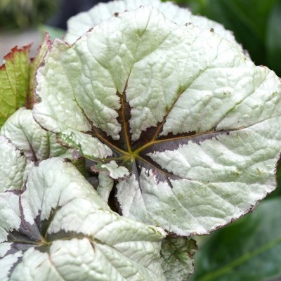 Begonia Rex assorted