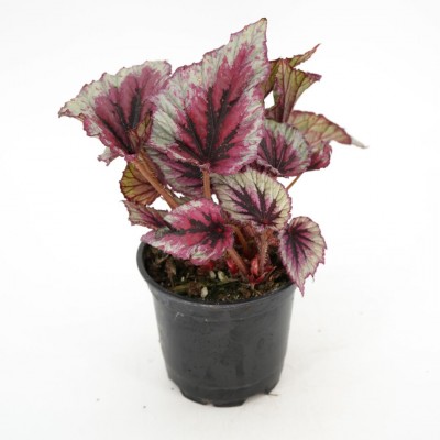 Begonia 'Shadow King Cherry Mint'